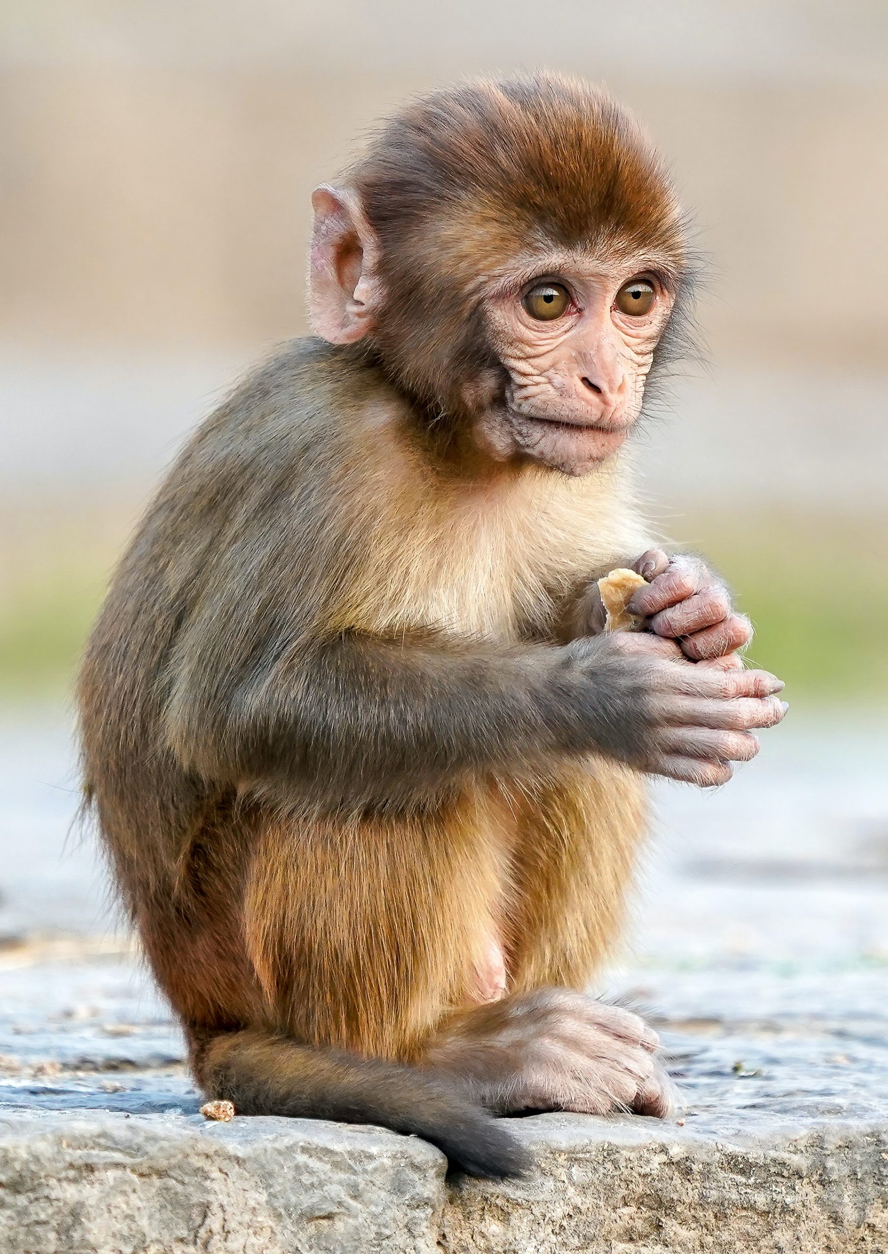 Hình ảnh con khỉ dễ thương đáng yêu đẹp nhất thế giới