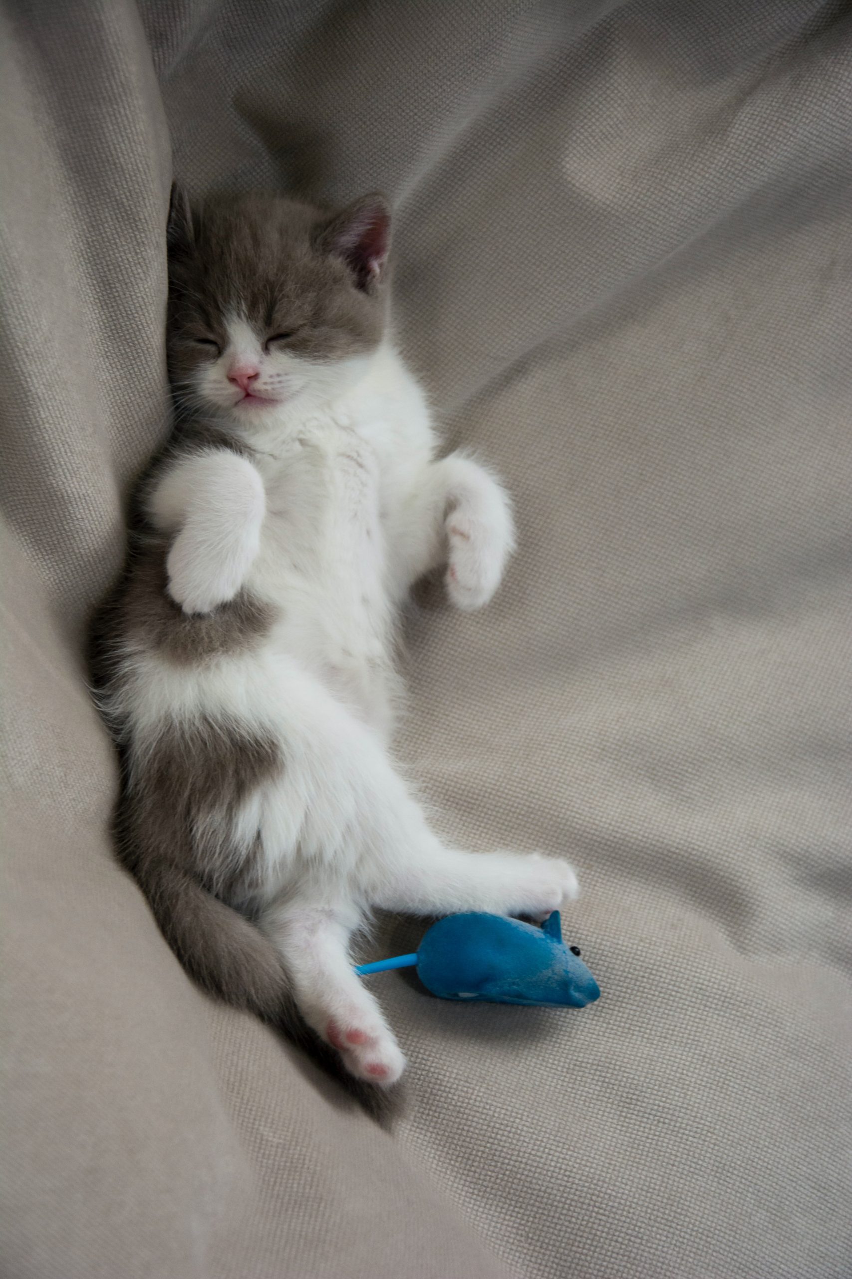 hình ảnh  dễ thương vật nuôi Chân dung con mèo Ngủ Mèo con Rết cổ  Động vật có vú ngủ trưa Thư giãn Đóng lên Mũi Râu Trong nhà Kitty  Giường