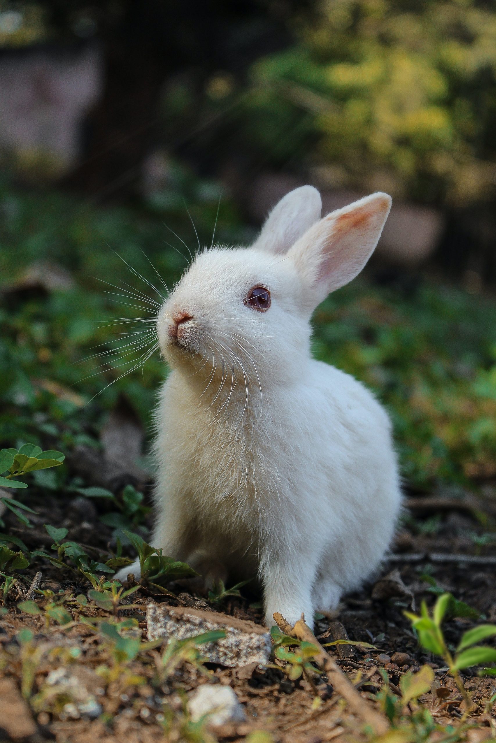 Hình ảnh con Thỏ đẹp siêu cute dễ thương