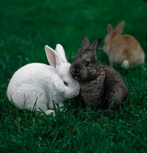 Hình ảnh những con thỏ đẹp