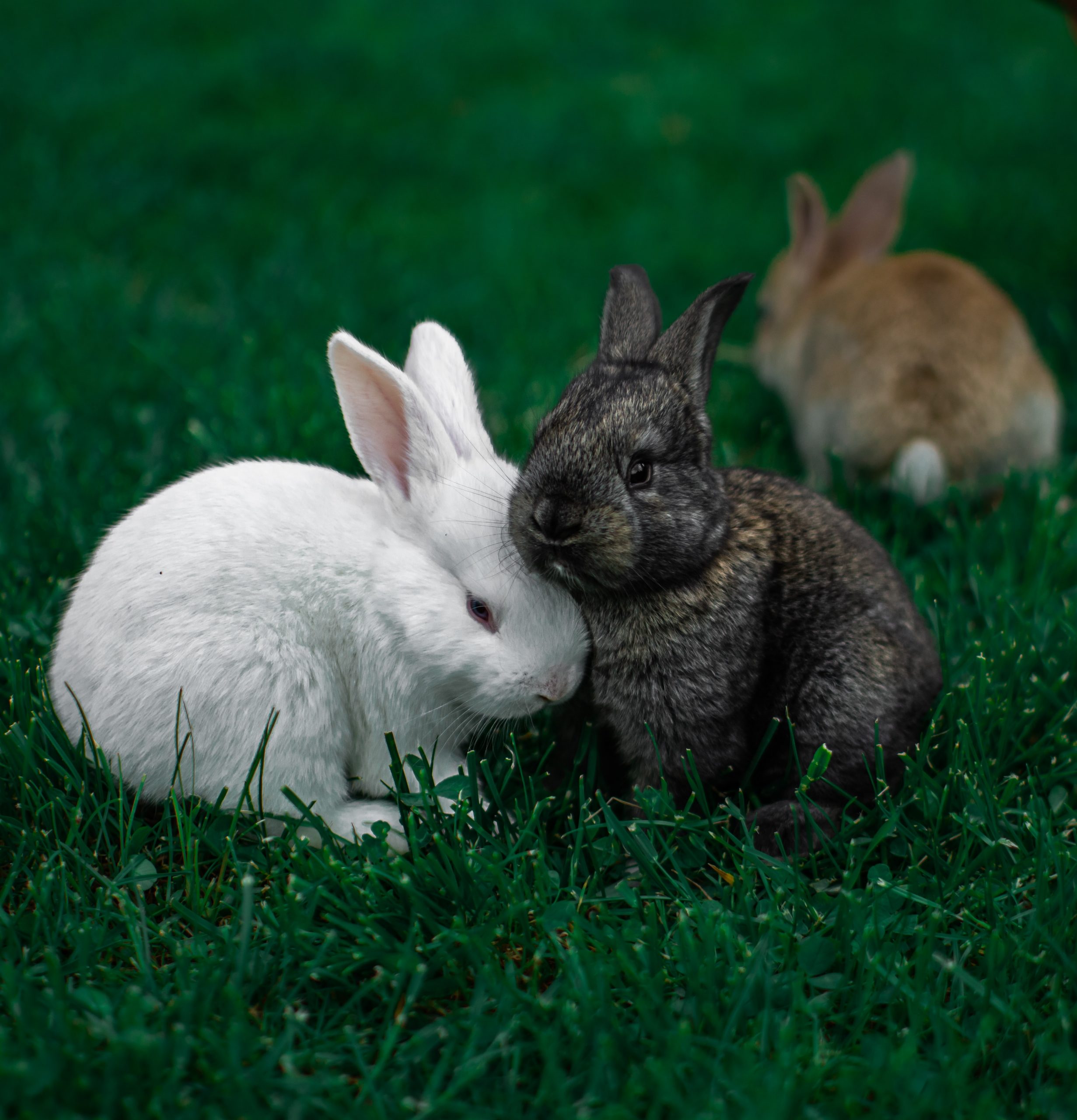 50+ Hình ảnh con thỏ dễ thương, ảnh nền con thỏ cute