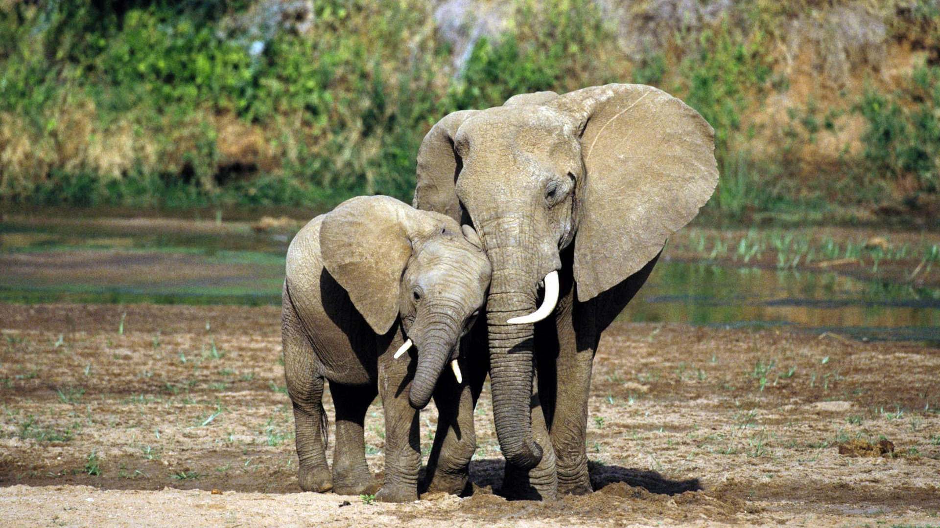 Những hình ảnh cuối cùng về voi nữ hoàng có đôi ngà khổng lồ ở Kenya   VTVVN