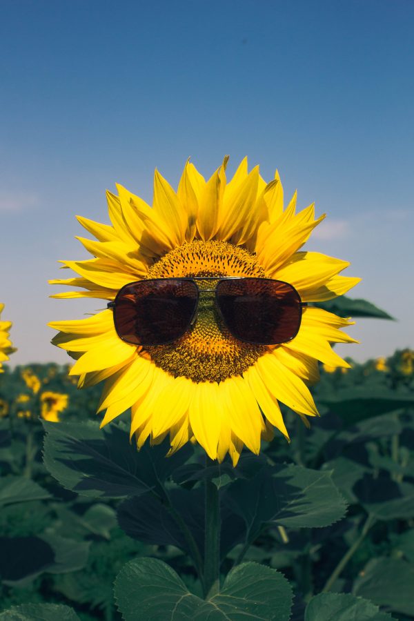 Hoa hướng dương đeo kính râm dưới nắng