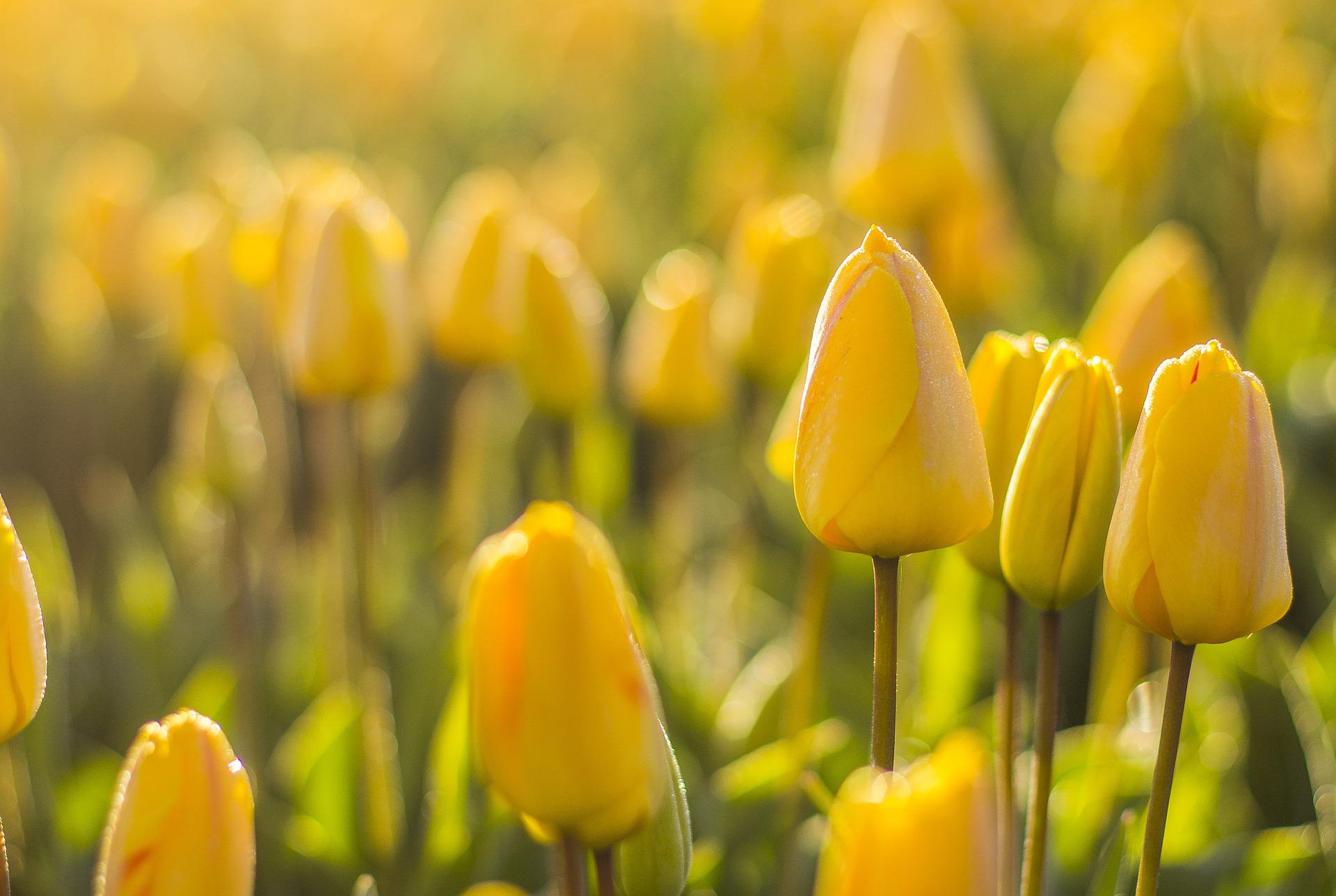 Hoa tulip vàng biểu tượng cho niềm hy vọng và thịnh vượng. Hãy xem hình ảnh để thấy sự tươi tắn, tràn đầy năng lượng của hoa tulip vàng.