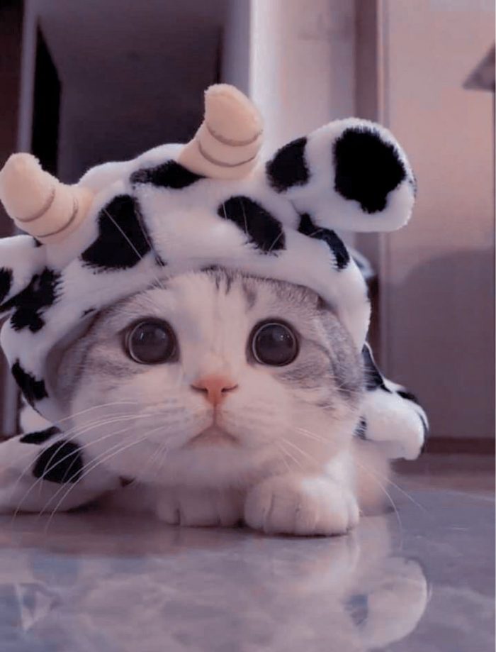 Tải Hình Ảnh Avatar Mèo Ngầu Bựa Ảnh Mèo Ngáo Cute 2023