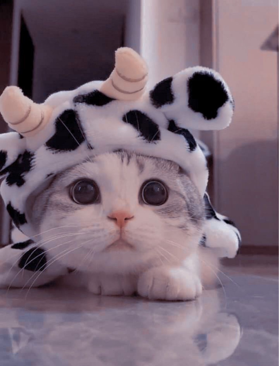 Bộ Sưu Tập Hình Ảnh Con Mèo Cute Full 4K Với Hơn 999+ Tấm Ảnh Cực Chất