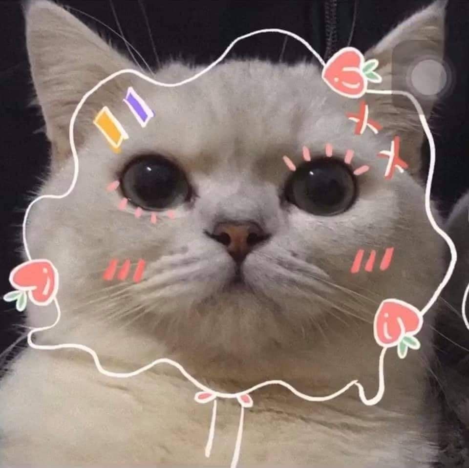 Mèo Kẹo Bông (Cotton Candy Cat): Lạc vào thế giới tràn ngập màu sắc và ngọt ngào của những chú mèo kẹo bông huyền thoại. Hãy cùng xem bức hình này và thưởng thức sự đáng yêu và độc đáo của những con mèo kẹo bông này.