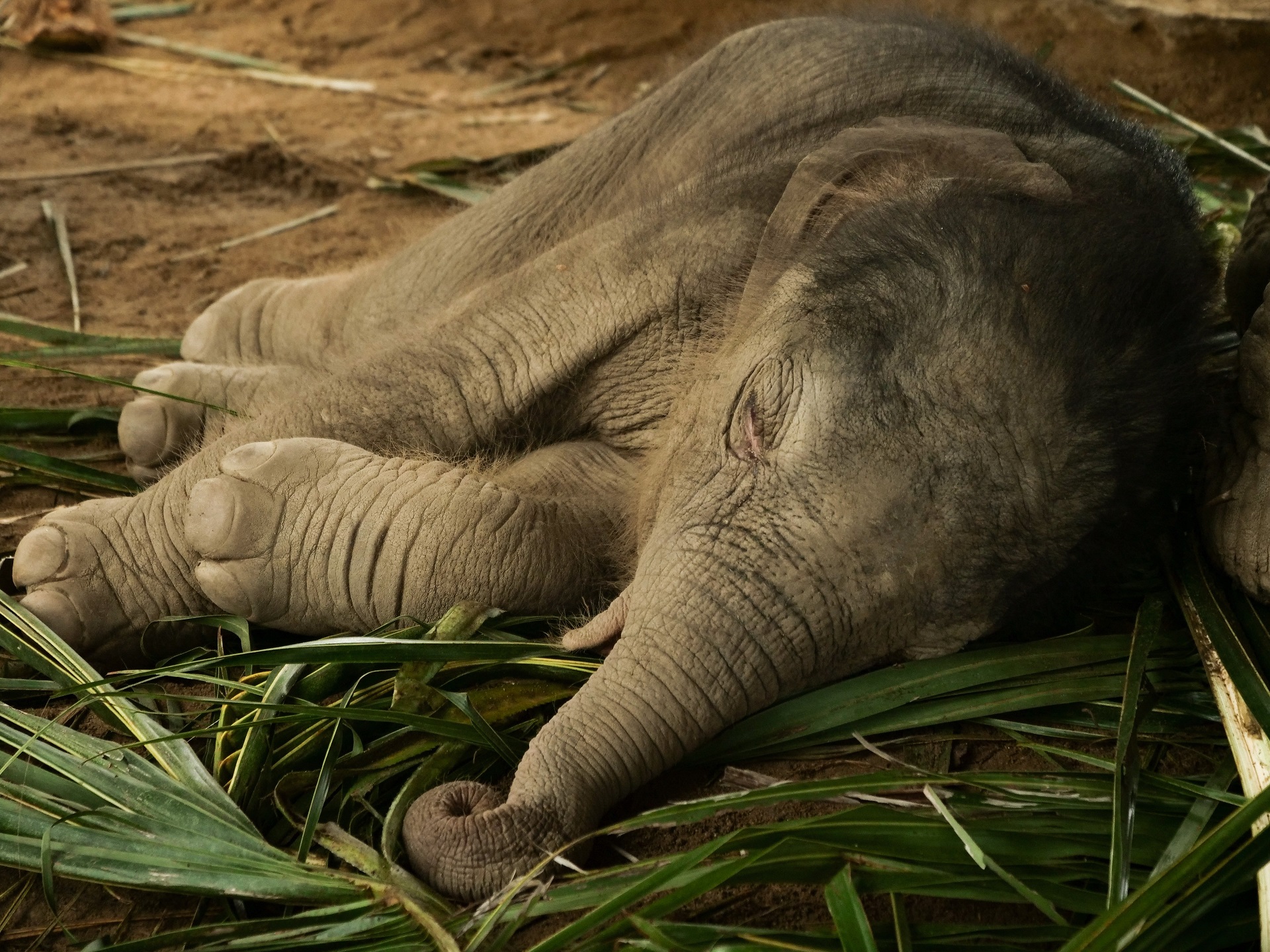 hình ảnh  Động vật hoang dã vườn bách thú Động vật có vú Động vật con  voi Ngà voi Savannah Safari phòng thủ Pachyderm Con voi Ấn Độ voi  châu Phi