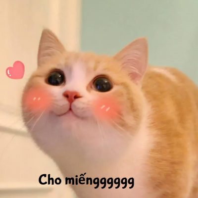 Meme mèo cho miếng