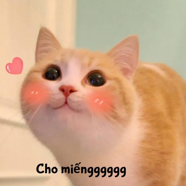 Tổng hợp hình ảnh mèo hài hước nhất Cute animals Cute funny animals Cat memes