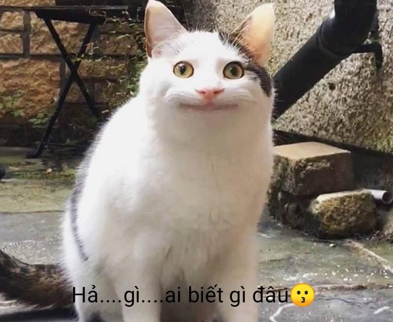 Tổng hợp hơn 96 meme ngộ nghĩnh ảnh mèo cute mới nhất  Tin Học Vui